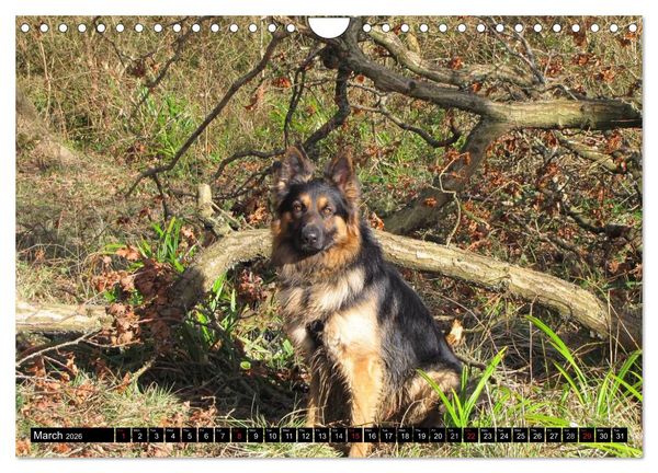 Produktbild: The German Shepherd Longcoat (Wall Calendar 2026 DIN A4 landscape), CALVENDO 12 Month Wall Calendar