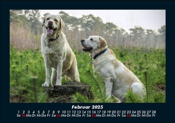 Produktbild: Hundezauber 2025 Fotokalender DIN A5