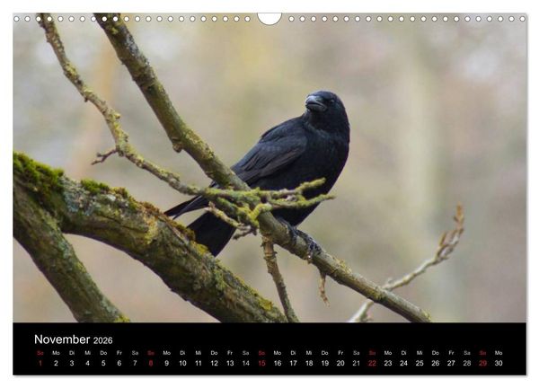 Produktbild: Das Leben der Rabenv&ouml;gel (Wandkalender 2026 DIN A3 quer), CALVENDO Monatskalender