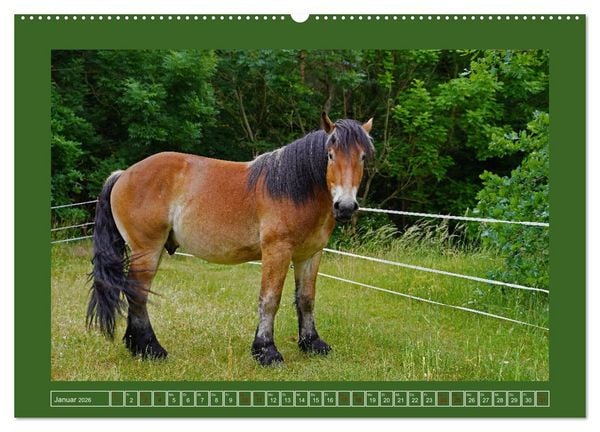 Produktbild: Faszination Rheinisch-Deutsches Kaltblut (Wandkalender 2026 DIN A2 quer), CALVENDO Monatskalender