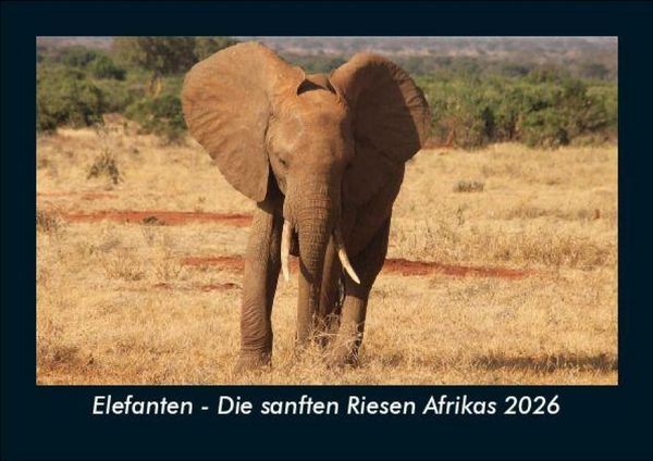 Produktbild: Elefanten - Die sanften Riesen Afrikas 2026 Fotokalender DIN A5