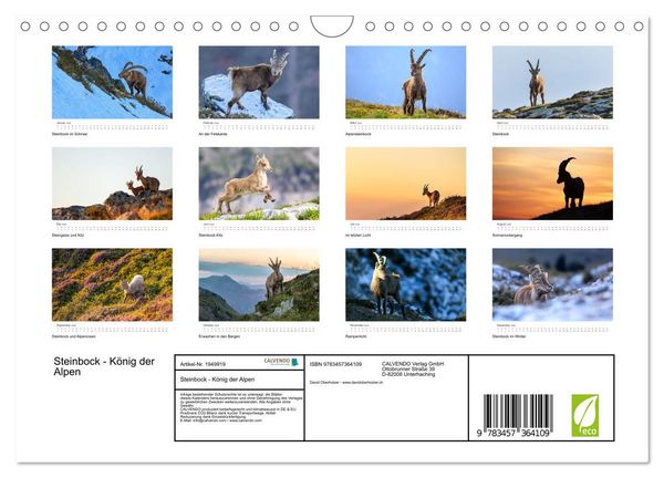 Produktbild: Steinbock - K&ouml;nig der Alpen (Wandkalender 2026 DIN A4 quer), CALVENDO Monatskalender