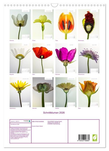 Produktbild: Schnittblumen 2026 (Wandkalender 2026 DIN A3 hoch), CALVENDO Monatskalender