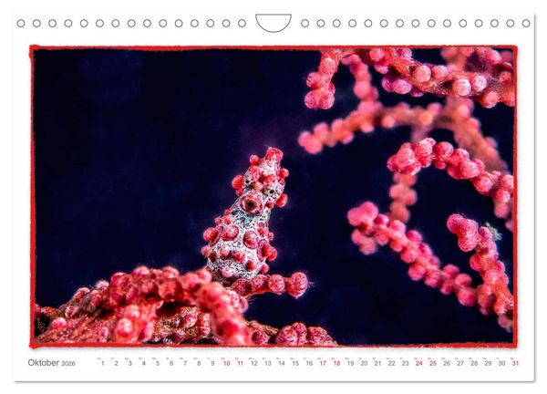 Produktbild: Pygm&auml;enseepferdchen, kleines Pferd ganz gro&szlig; (Wandkalender 2026 DIN A4 quer), CALVENDO Monatskalender
