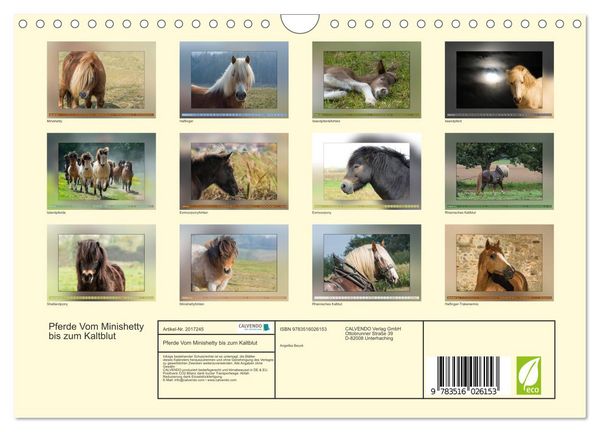 Produktbild: Pferde Vom Minishetty bis zum Kaltblut (Wandkalender 2026 DIN A4 quer), CALVENDO Monatskalender