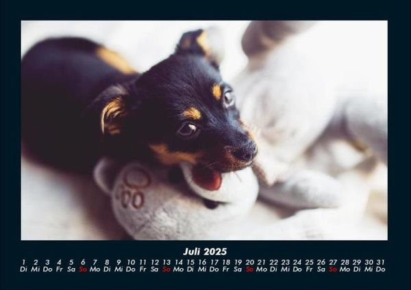 Produktbild: Welpen 2025 Fotokalender DIN A4