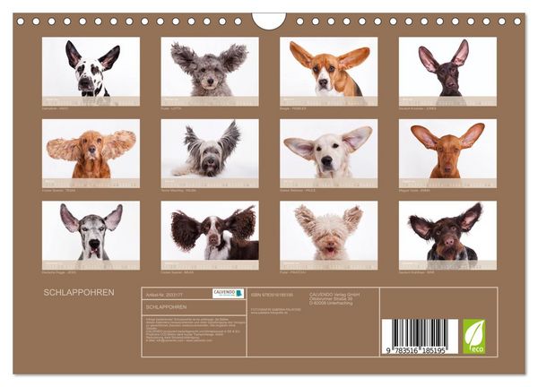 Produktbild: SCHLAPPOHREN (Wandkalender 2026 DIN A4 quer), CALVENDO Monatskalender