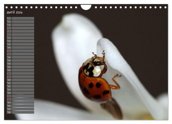 Produktbild: Coccinelles rouges &agrave; points noirs (Calendrier mural 2026 DIN A4 vertical), CALVENDO calendrier mensuel