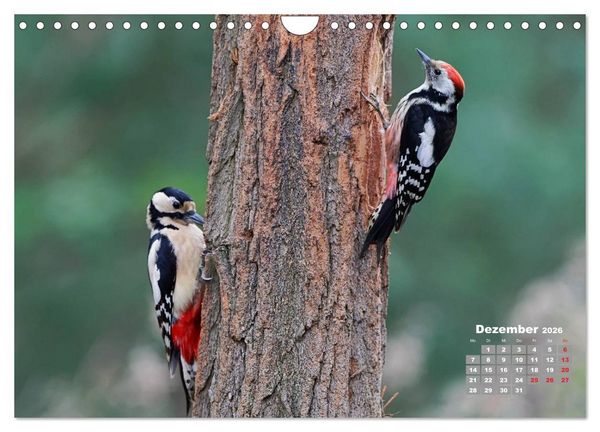 Produktbild: Echte Spechte (Wandkalender 2026 DIN A4 quer), CALVENDO Monatskalender