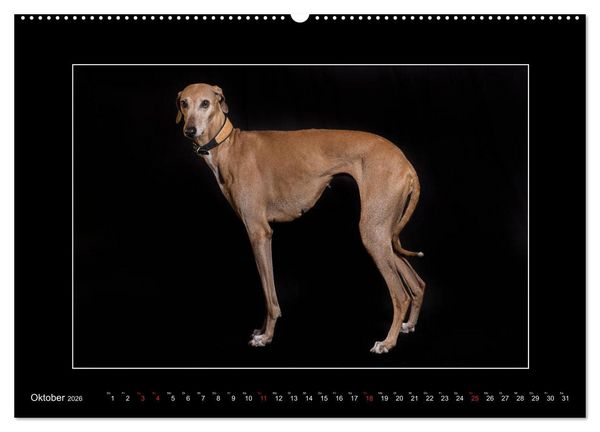 Produktbild: Windhunde - Schnelle Sch&ouml;nheiten (Wandkalender 2026 DIN A2 quer), CALVENDO Monatskalender