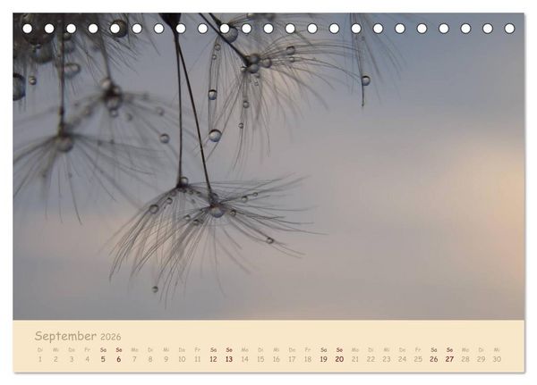 Produktbild: Unscheinbare Sch&ouml;nheit - Pusteblume (Tischkalender 2026 DIN A5 quer), CALVENDO Monatskalender