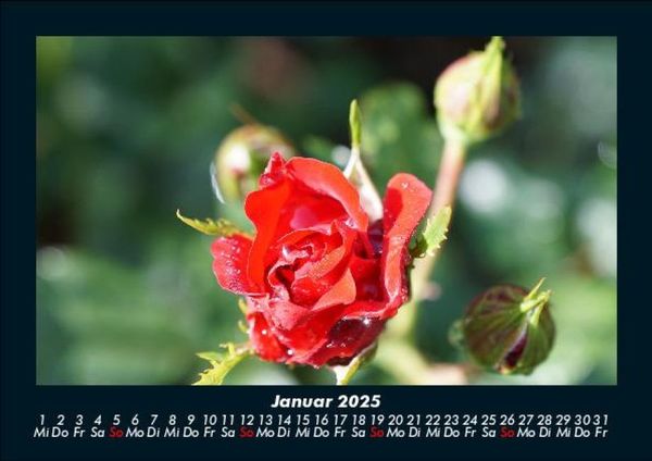 Produktbild: Rosentraum 2025 Fotokalender DIN A5