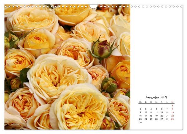 Produktbild: Die vielen Gesichter der Rosen (Wandkalender 2026 DIN A3 quer), CALVENDO Monatskalender