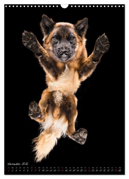 Produktbild: Down Under - Hunde auf der Glasplatte (Wandkalender 2026 DIN A3 hoch), CALVENDO Monatskalender