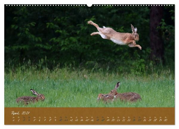 Produktbild: Feldhasen in H&ouml;chstform (hochwertiger Premium Wandkalender 2027 DIN A2 quer), Kunstdruck in Hochglanz