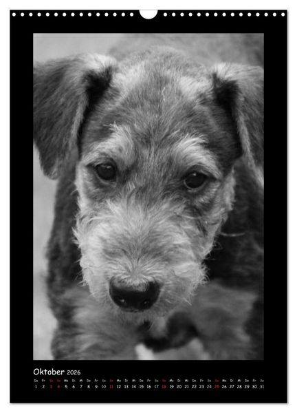 Produktbild: Der Airedale: Portraits eines "Dickkopfes" (Wandkalender 2026 DIN A3 hoch), CALVENDO Monatskalender