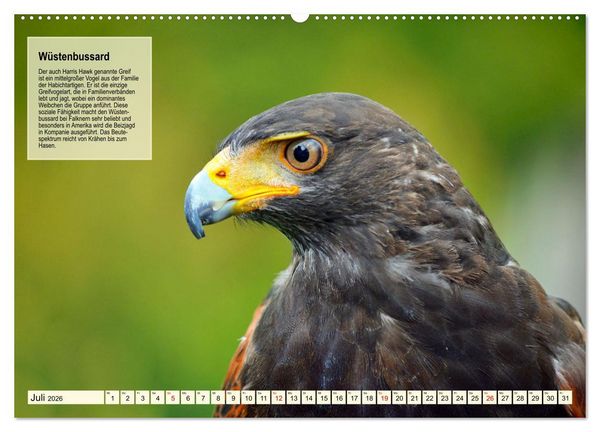 Produktbild: Kulturerbe Falknerei (hochwertiger Premium Wandkalender 2026 DIN A2 quer), Kunstdruck in Hochglanz