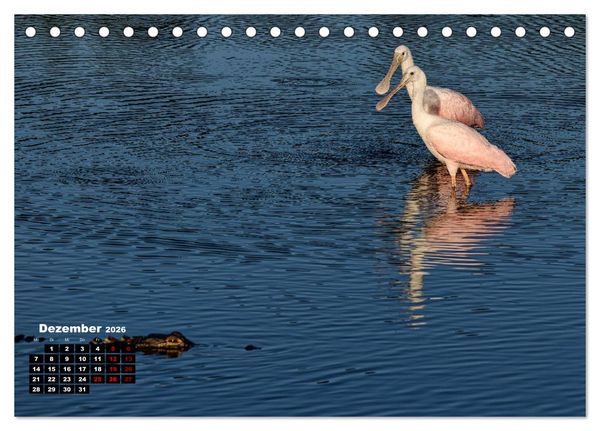 Produktbild: Floridas wunderbare Vogelwelt (Tischkalender 2026 DIN A5 quer), CALVENDO Monatskalender