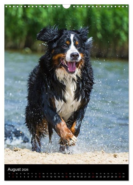 Produktbild: Faszination Berner Sennenhund (Wandkalender 2026 DIN A3 hoch), CALVENDO Monatskalender