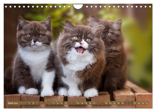 Produktbild: Kittens - Britisch Kurzhaar Katzenkinder (Wandkalender 2026 DIN A4 quer), CALVENDO Monatskalender