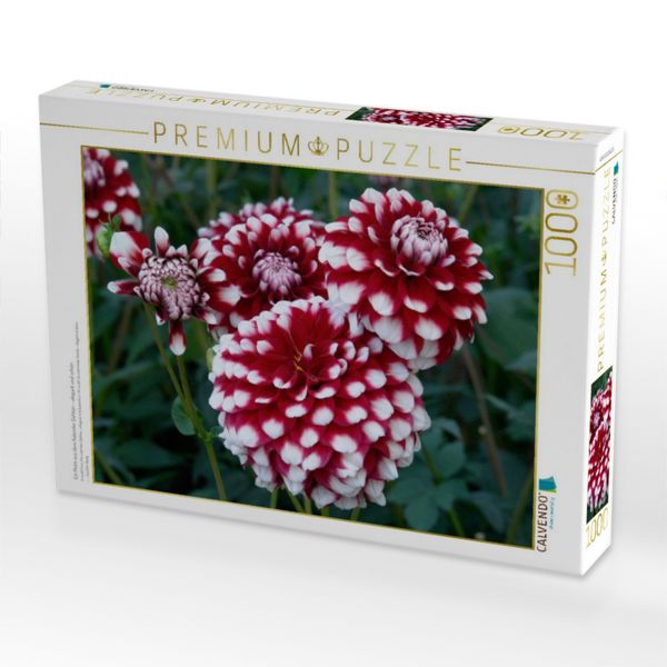 Produktbild: CALVENDO Puzzle Ein Motiv aus dem Kalender Dahlien - elegant und sch&ouml;n | 1000 Teile Lege-Gr&ouml;&szlig;e 64x48cm Foto-Puzzle f&uuml;r gl&uuml;ckliche Stunden