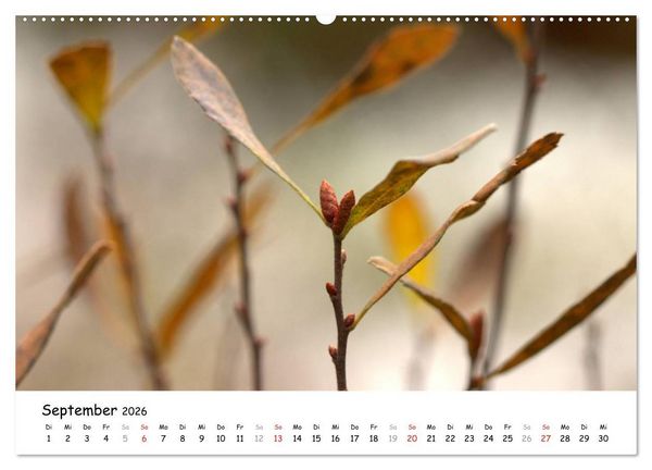 Produktbild: Unterwegs im Teufelsmoor (hochwertiger Premium Wandkalender 2026 DIN A2 quer), Kunstdruck in Hochglanz