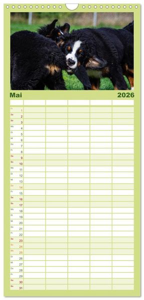 Produktbild: Familienplaner 2026 - Berner Sennenhund Welpen - Bezaubernde Pl&uuml;schb&auml;rchen mit 5 Spalten (Wandkalender, 21 x 45 cm) CALVENDO