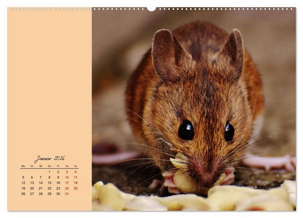 Produktbild: Mausige Zeiten! Putzige Gesellen mit Knopfaugen (hochwertiger Premium Wandkalender 2026 DIN A2 quer), Kunstdruck in Hochglanz