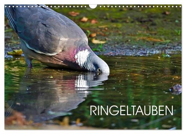 Produktbild: Ringeltauben (Wandkalender 2026 DIN A3 quer), CALVENDO Monatskalender