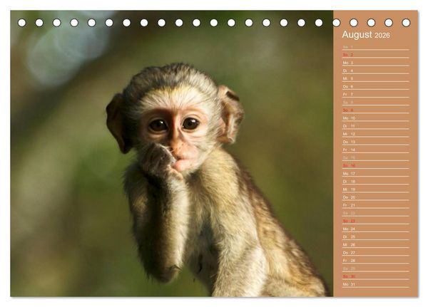 Produktbild: Afrika - Faszinierende Tierwelt (Tischkalender 2026 DIN A5 quer), CALVENDO Monatskalender