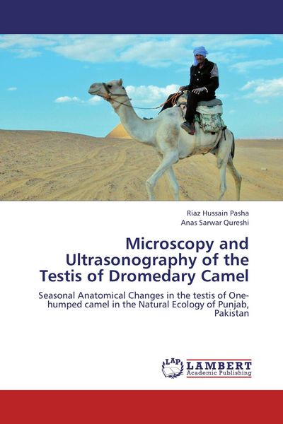 Produktbild: Microscopy and Ultrasonography of the Testis of Dromedary Camel