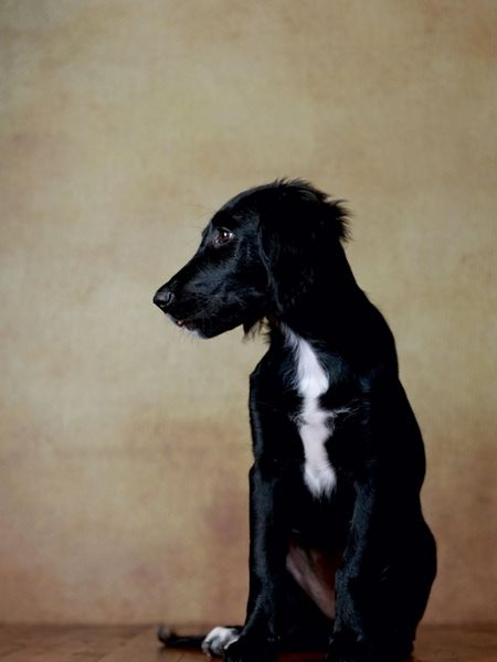 Produktbild: CALVENDO Puzzle Hazel - Retriever x Labrador x M&uuml;nsterl&auml;nder-Mix, 14 Wochen | 1000 Teile Lege-Gr&ouml;&szlig;e 64x48cm Foto-Puzzle f&uuml;r gl&uuml;ckliche Stunden
