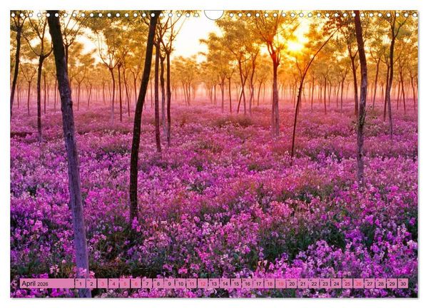 Produktbild: Lila - die mystische Farbe (Wandkalender 2026 DIN A3 quer), CALVENDO Monatskalender