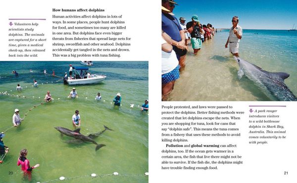 Produktbild: Face to Face with Dolphins