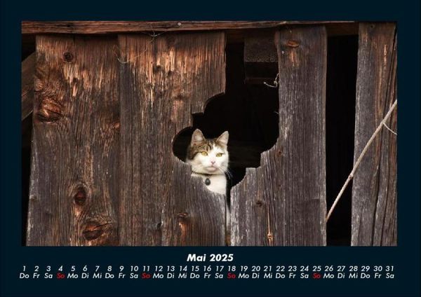 Produktbild: F&uuml;r Katzenfreunde 2025 Fotokalender DIN A4