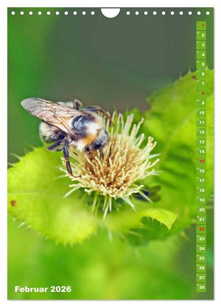 Produktbild: Blossom Love, von Bienen und Hummeln (Wandkalender 2026 DIN A4 hoch), CALVENDO Monatskalender