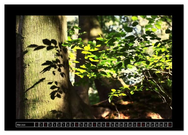 Produktbild: Der Reichswald bei Kleve (Tischkalender 2026 DIN A5 quer), CALVENDO Monatskalender