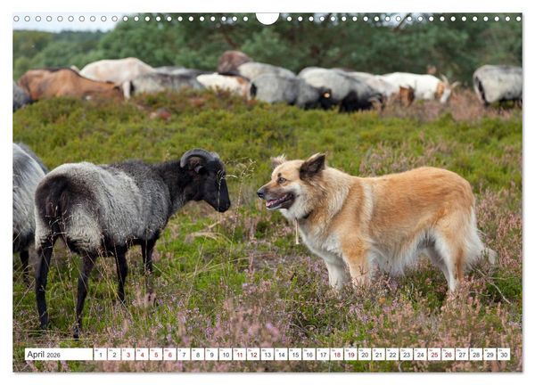 Produktbild: Die L&uuml;neburger Heide - Ausflugsziel im Norden (Wandkalender 2026 DIN A3 quer), CALVENDO Monatskalender