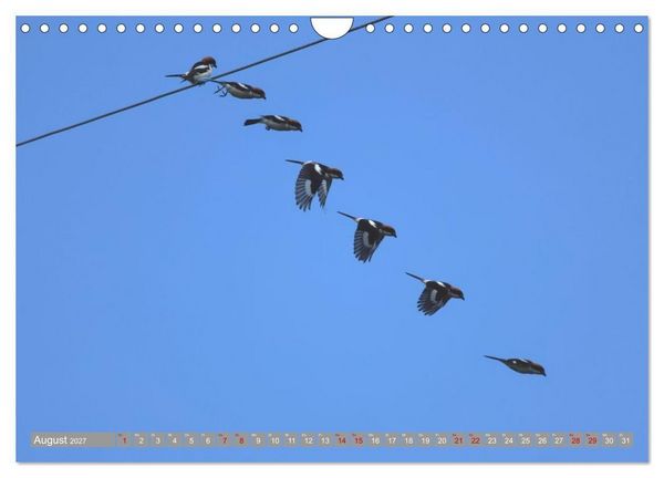 Produktbild: V&ouml;gel im Fluge - Ocells en vol (Wandkalender 2027 DIN A4 quer), CALVENDO Monatskalender