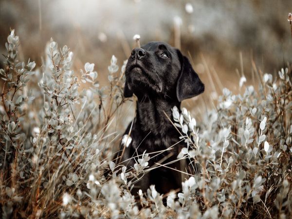 Produktbild: CALVENDO Puzzle Labrador Retriever Welpe | 1000 Teile Lege-Gr&ouml;&szlig;e 64x48cm Foto-Puzzle f&uuml;r gl&uuml;ckliche Stunden