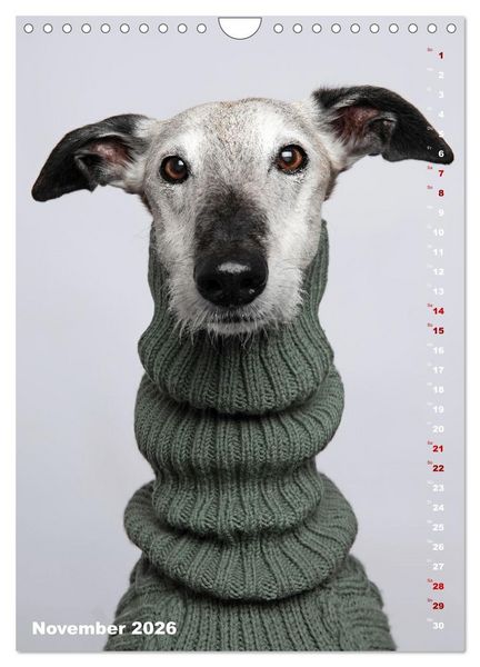 Produktbild: dogmuse deluxe (Wandkalender 2026 DIN A4 hoch), CALVENDO Monatskalender