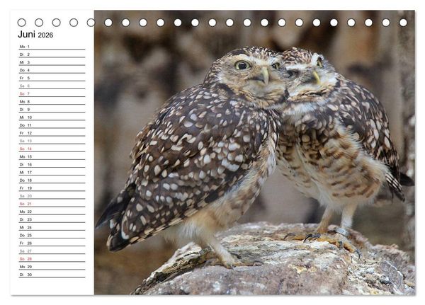 Produktbild: Greifv&ouml;gel, Eulen und K&auml;uze (Tischkalender 2026 DIN A5 quer), CALVENDO Monatskalender