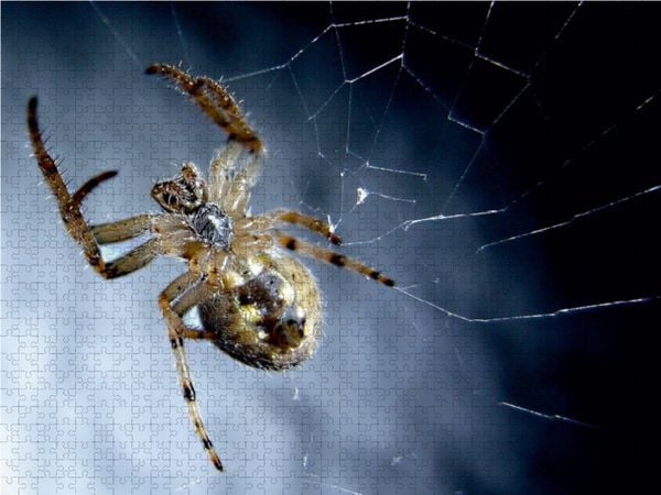 Produktbild: CALVENDO Puzzle Der Spinne auf den Bauch geguckt, hat sich die lecker Beute schnell verdruckt. 1000 Teile Lege-Gr&ouml;&szlig;e 64 x 48 cm Foto-Puzzle Bild von Carl-Peter Herbolzheimer