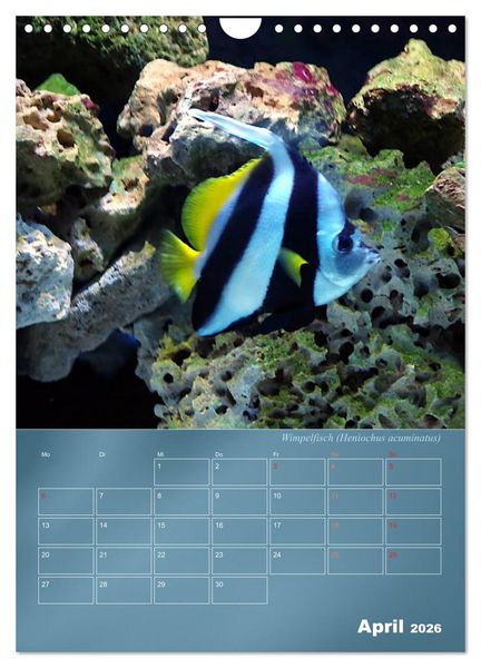Produktbild: Bunte Riffbewohner - Fische, Anemonen und noch viel mehr (Wandkalender 2026 DIN A4 hoch), CALVENDO Monatskalender