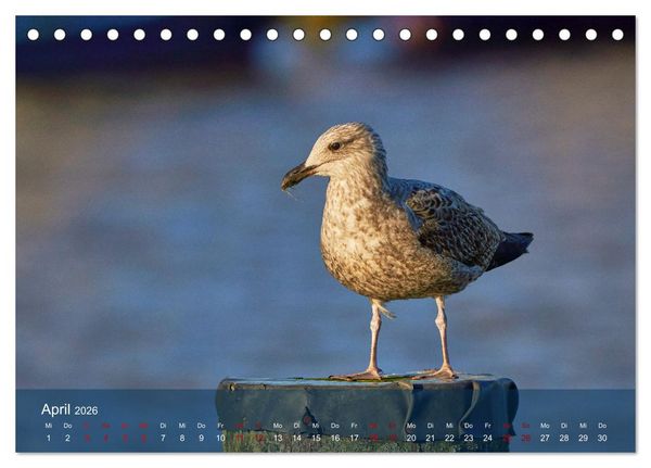 Produktbild: V&ouml;gel an Deutschlands K&uuml;sten (Tischkalender 2026 DIN A5 quer), CALVENDO Monatskalender