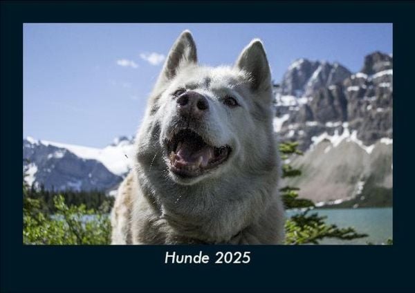 Produktbild: Hunde 2025 Fotokalender DIN A5