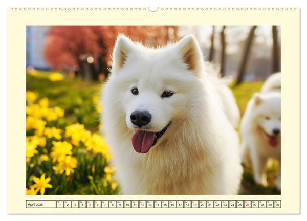 Produktbild: Flauschige Samojeden. Zauberhafte Wolken auf vier Pfoten (Wandkalender 2026 DIN A2 quer), CALVENDO Monatskalender