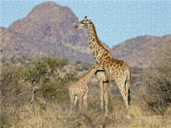 Produktbild: CALVENDO Puzzle Giraffe mit Jungtier 1000 Teile Lege-Gr&ouml;&szlig;e 64 x 48 cm Foto-Puzzle Bild von Wilfried Martin