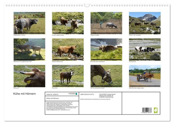 Produktbild: K&uuml;he mit H&ouml;rnern (Wandkalender 2026 DIN A2 quer), CALVENDO Monatskalender