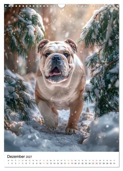 Produktbild: English Bulldog - F&uuml;r Liebhaber britischer Originale (Wandkalender 2027 DIN A3 hoch), CALVENDO Monatskalender